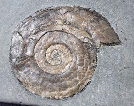 Psiloceras planorbis (SOWERBY 1824) - Bild © FossNet FossilienStore